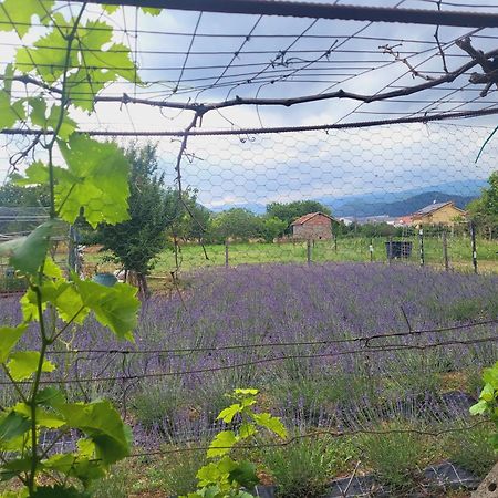 Salvia E Rosmarino - Affittacamere In Liguria Villanova d'Albenga Bagian luar foto