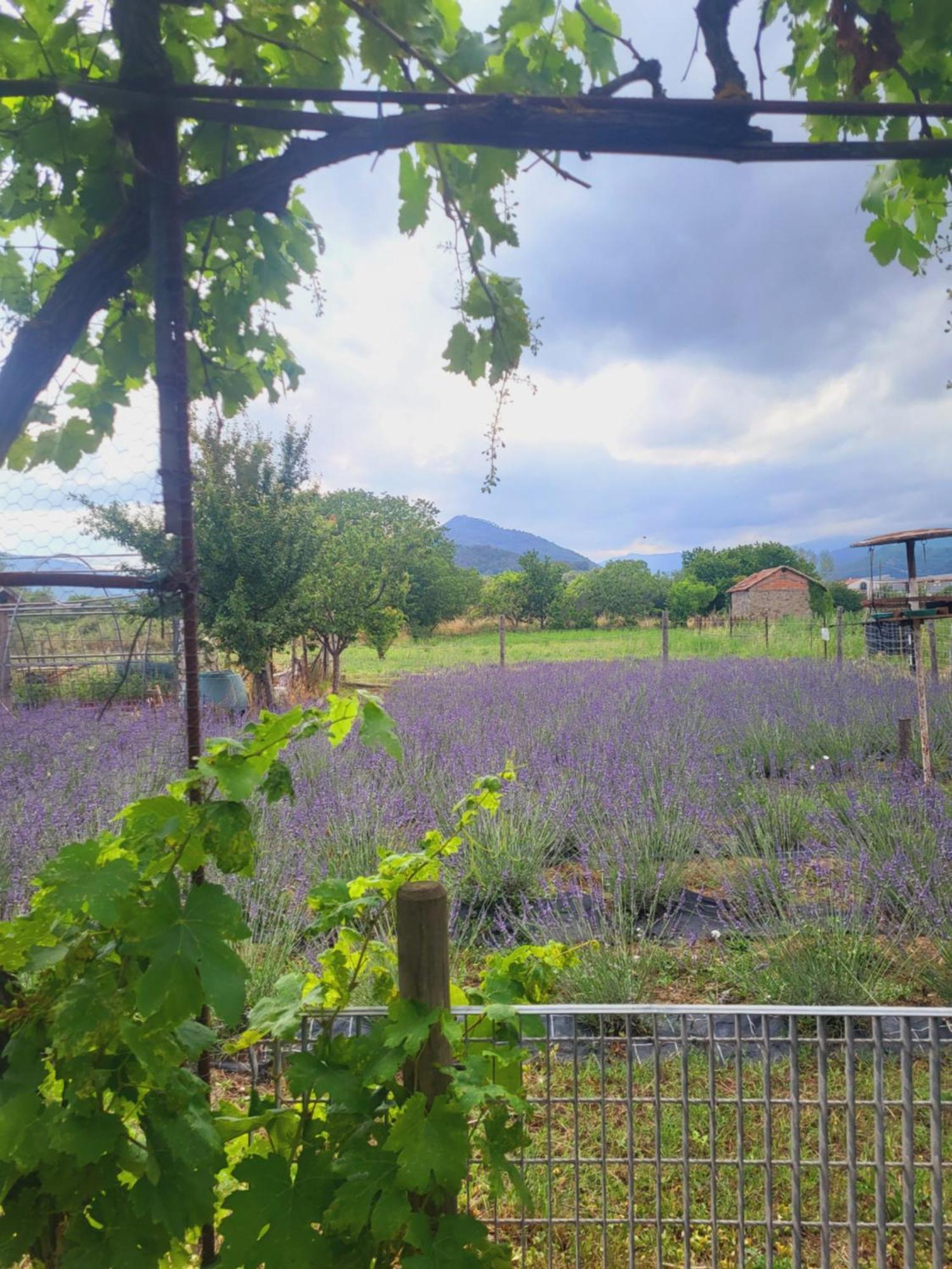 Salvia E Rosmarino - Affittacamere In Liguria Villanova d'Albenga Bagian luar foto