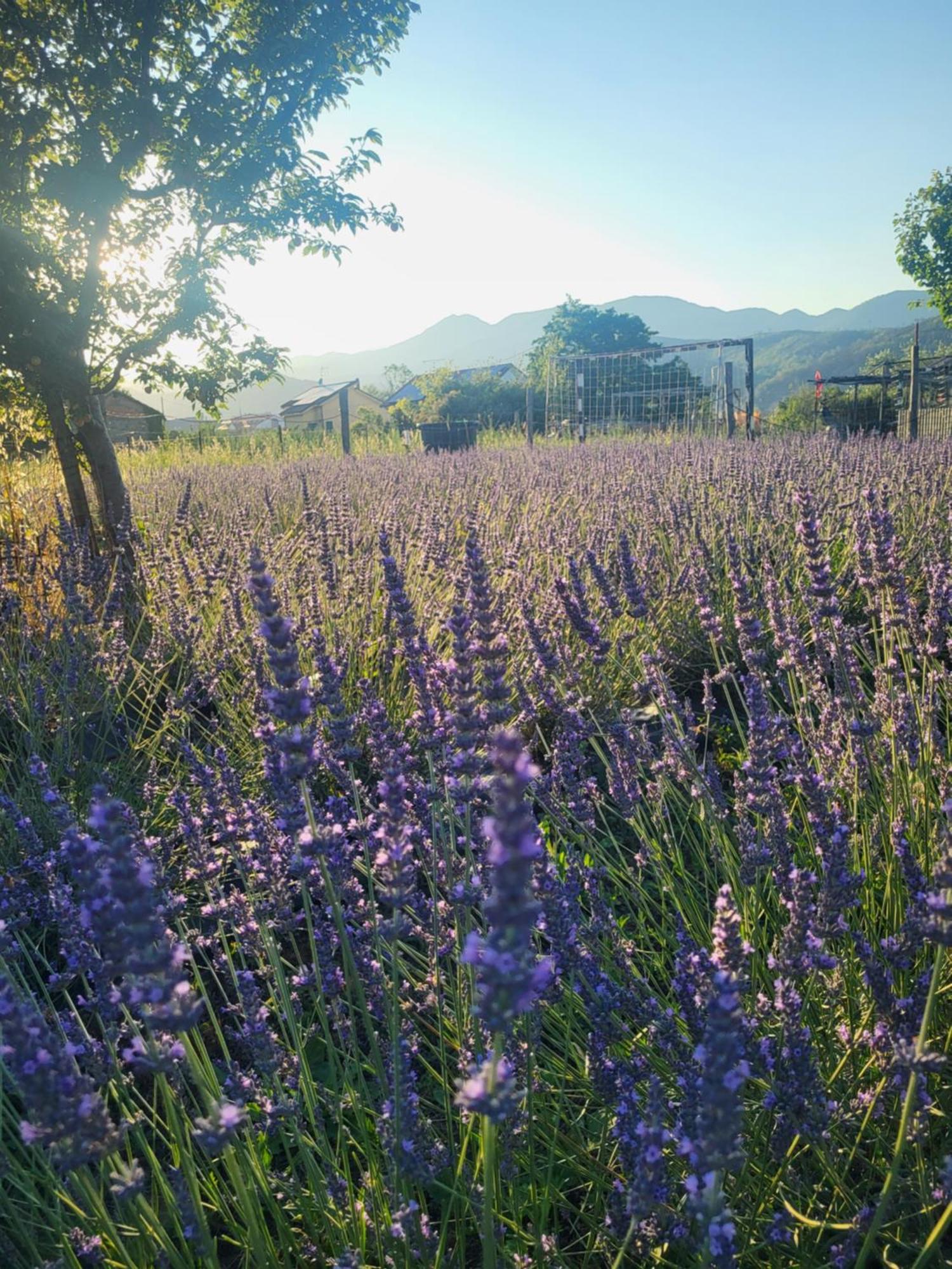 Salvia E Rosmarino - Affittacamere In Liguria Villanova d'Albenga Bagian luar foto