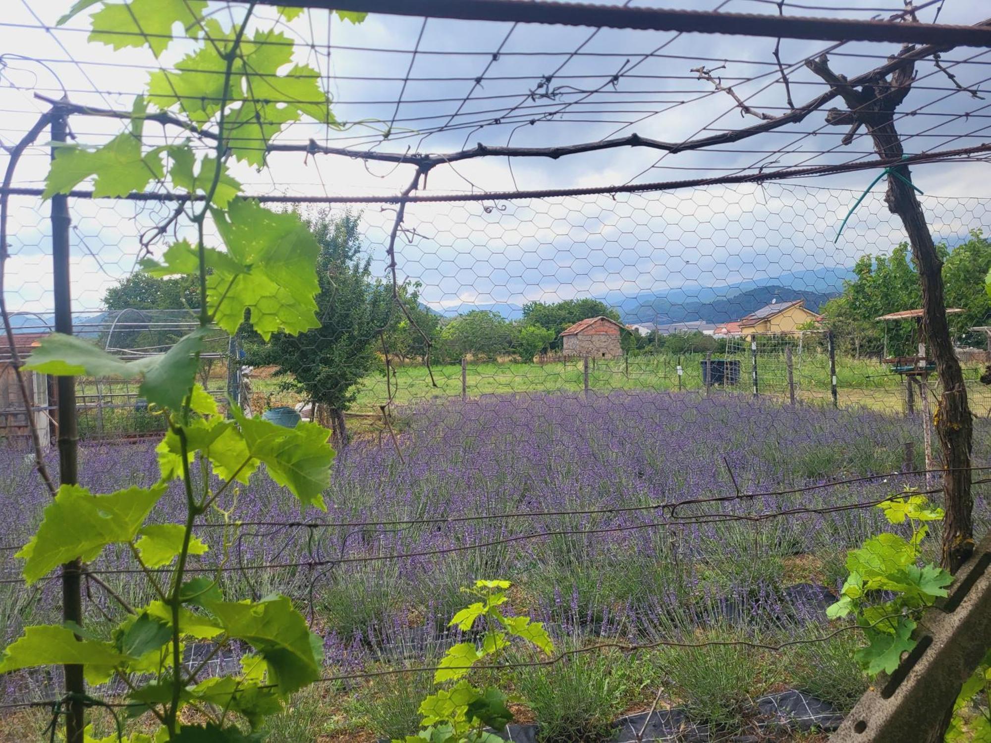 Salvia E Rosmarino - Affittacamere In Liguria Villanova d'Albenga Bagian luar foto
