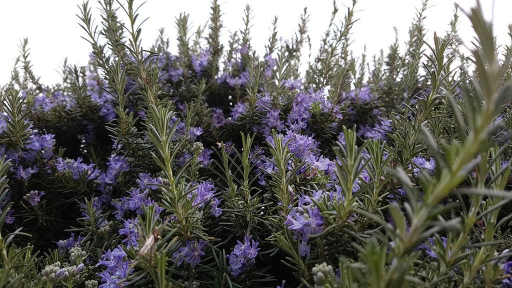 Salvia E Rosmarino - Affittacamere In Liguria Villanova d'Albenga Bagian luar foto